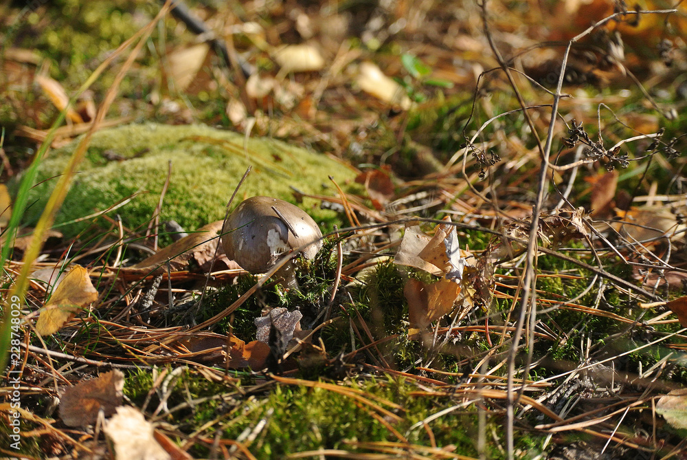 Fototapeta premium mushroom in the grass, fly agaric