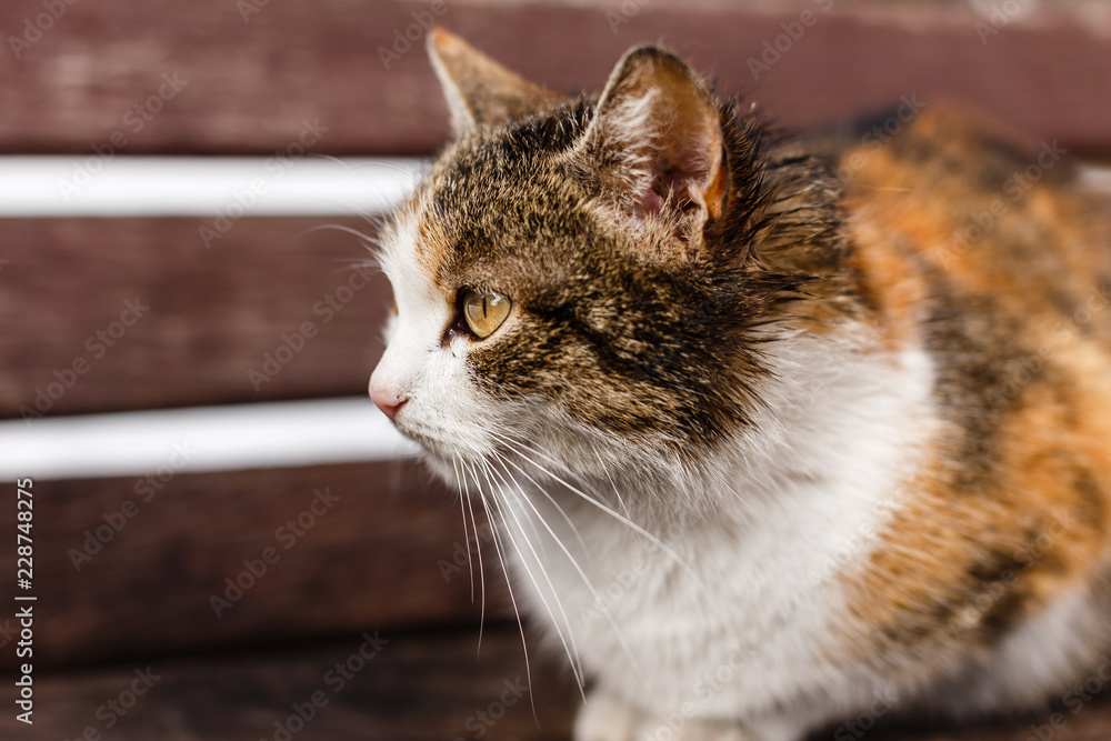 Cute tortoise cat on dark background Cute tortoise cat on dark background