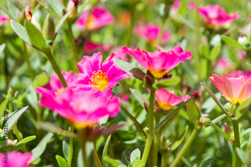 FLORES