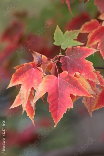 red maple leaves in october