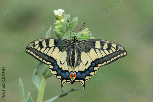 Papilionidae / Kırlangıçkuyruk / / Papilio machaon
