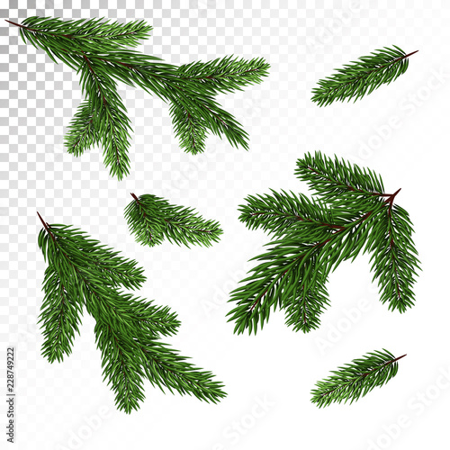 Collection of spruce / pine branches in a realistic style. New Year's decor. Isolated Vector. Eps10.