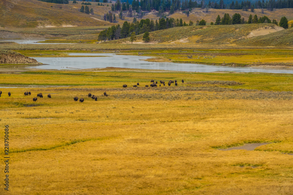 The Bison of Yellowstone National Park