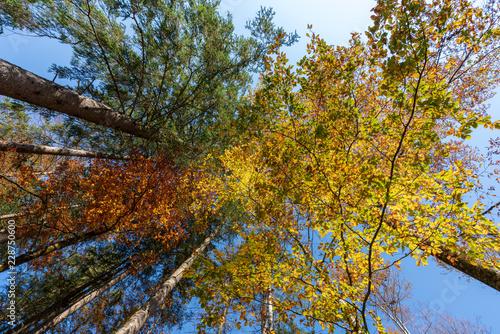 Herbstlicher Wald