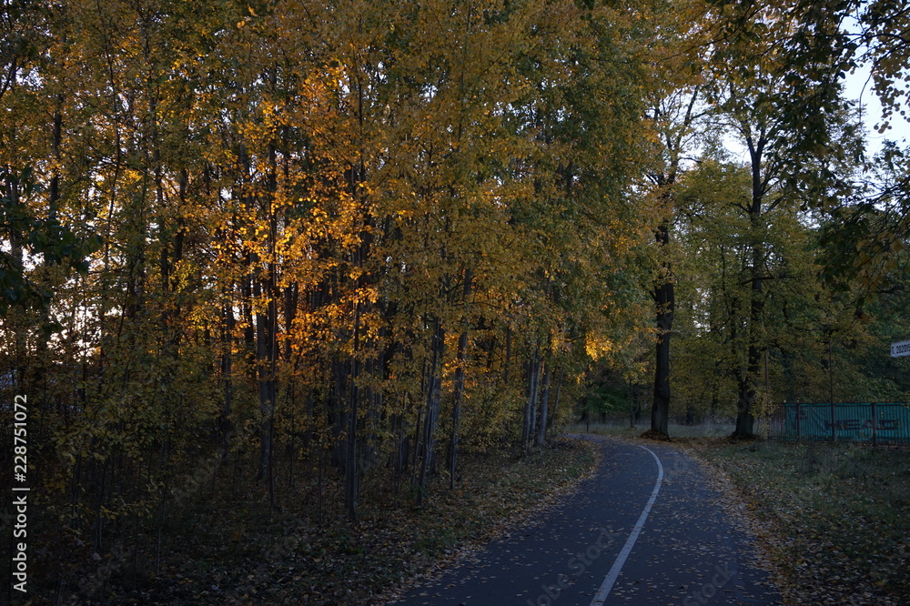 Autumn cycling road in late evening golden hour