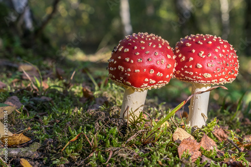 Red toadstools in the woods