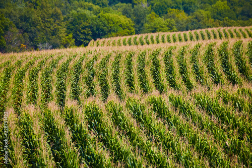 Endless Corn Fields Country Farms of Iowa