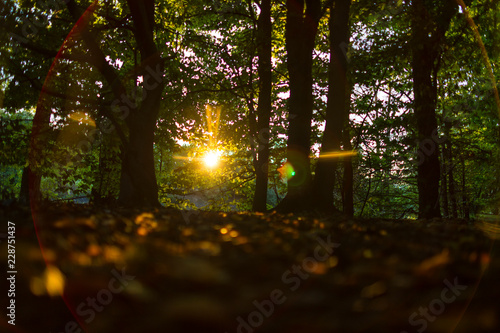 Warm sunset