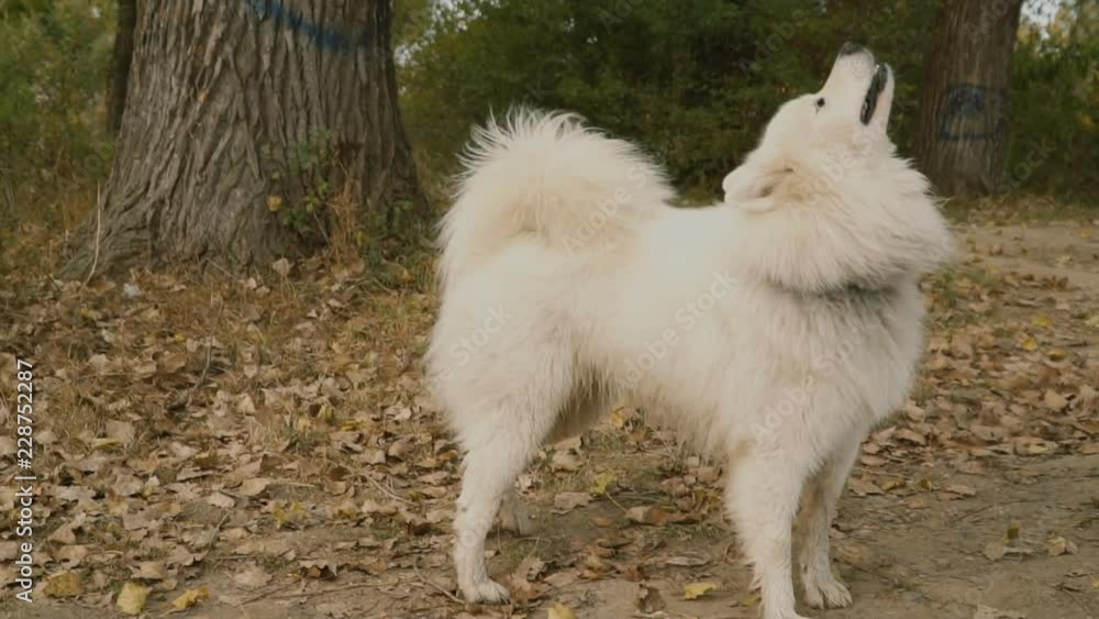 Samoyed dog in park Samoyed dog in park