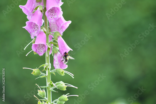 Pink Flower