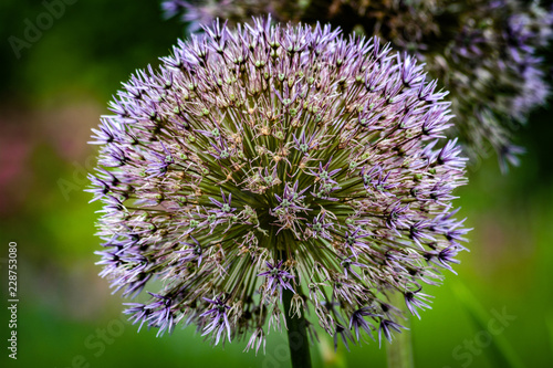 Purple Flower