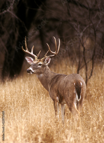 Canvas Print White Tailed Buck Alert for Predators