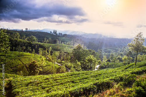 Nuwara Eliya tea plantation in Sri Lanka. photo