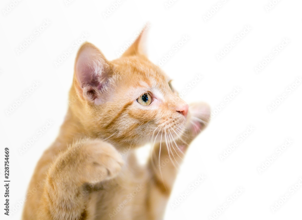 A cute orange tabby domestic shorthair kitten with its paws raised in a playful gesture