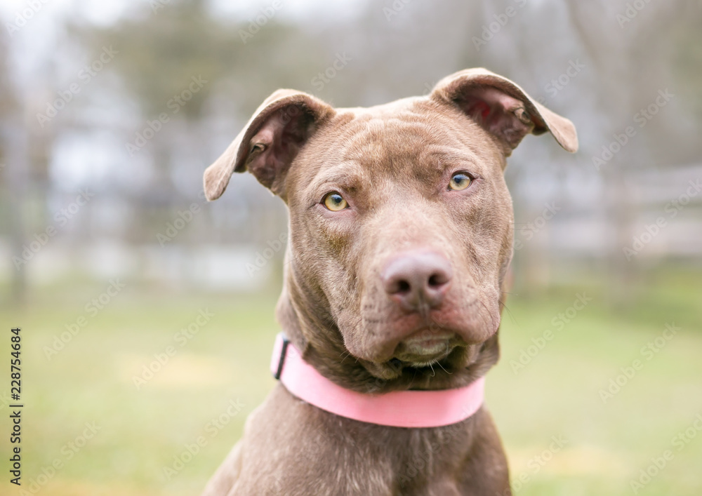 A brown mixed breed dog wearing a collar and looking directly at the camera