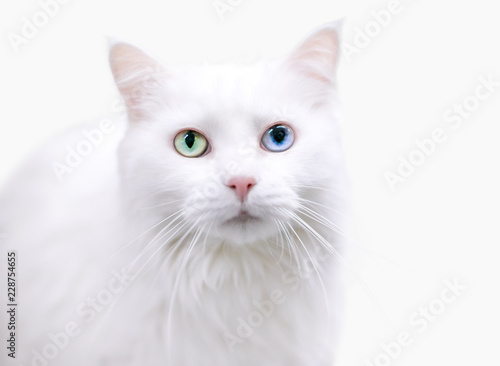 A beautiful white Turkish Angora cat with heterochromia, one green eye and one blue eye