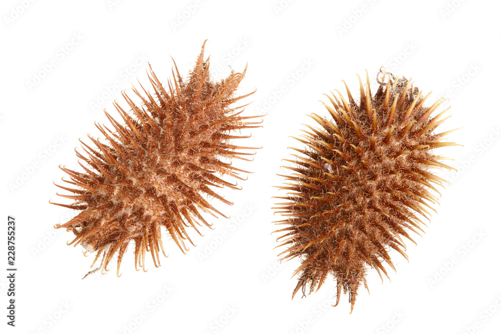 dry Xanthium strumarium isolated on white background has medicinal properties dry Xanthium strumarium isolated on white background has medicinal properties