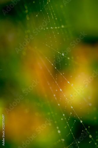 Close up spider web decorated by rain drops with blurred colorful green background