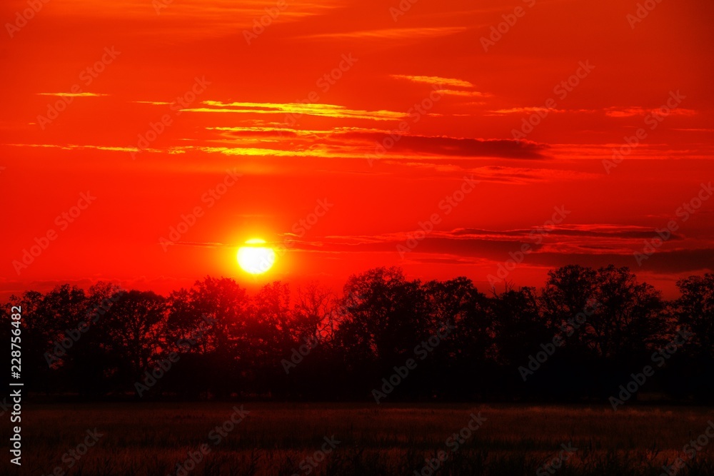 red sky at a sunset with tree silhouettes