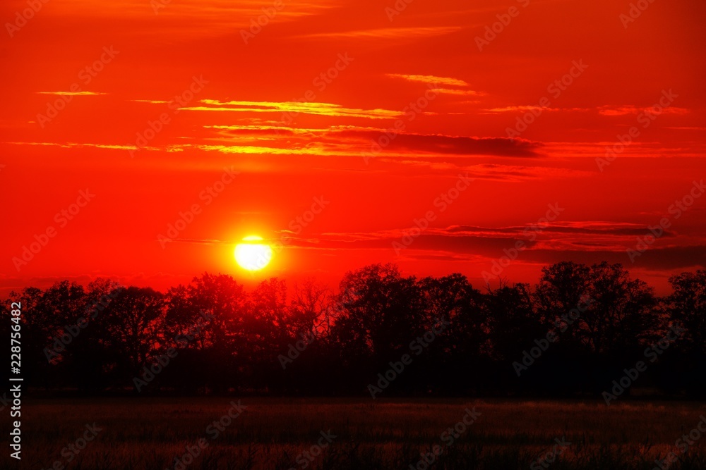 Fototapeta premium red sky at a sunset with tree silhouettes