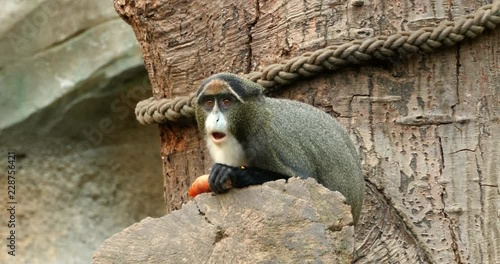 Monkey eating a carrot in rostock zoo photo