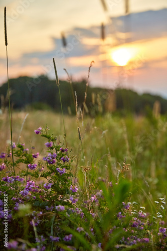 sunrise across wild mountain field