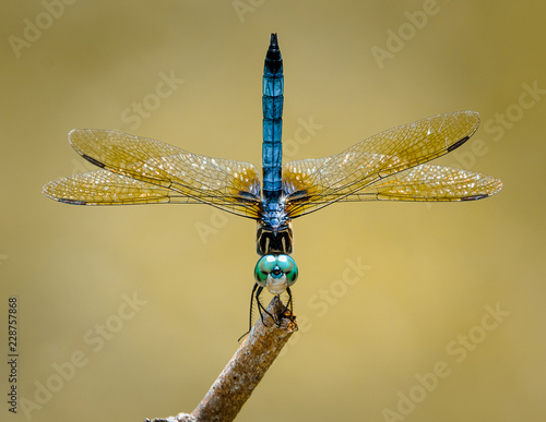 The Dashing Dragonfly Dares To Handstand
