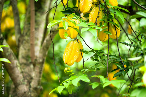 Star fruit ( carambola ) hanging on a tree