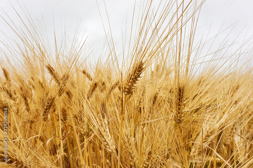 Close-up of saturated yellow golden grain or wheat plants in a wheat field under a grey cloudy sky   