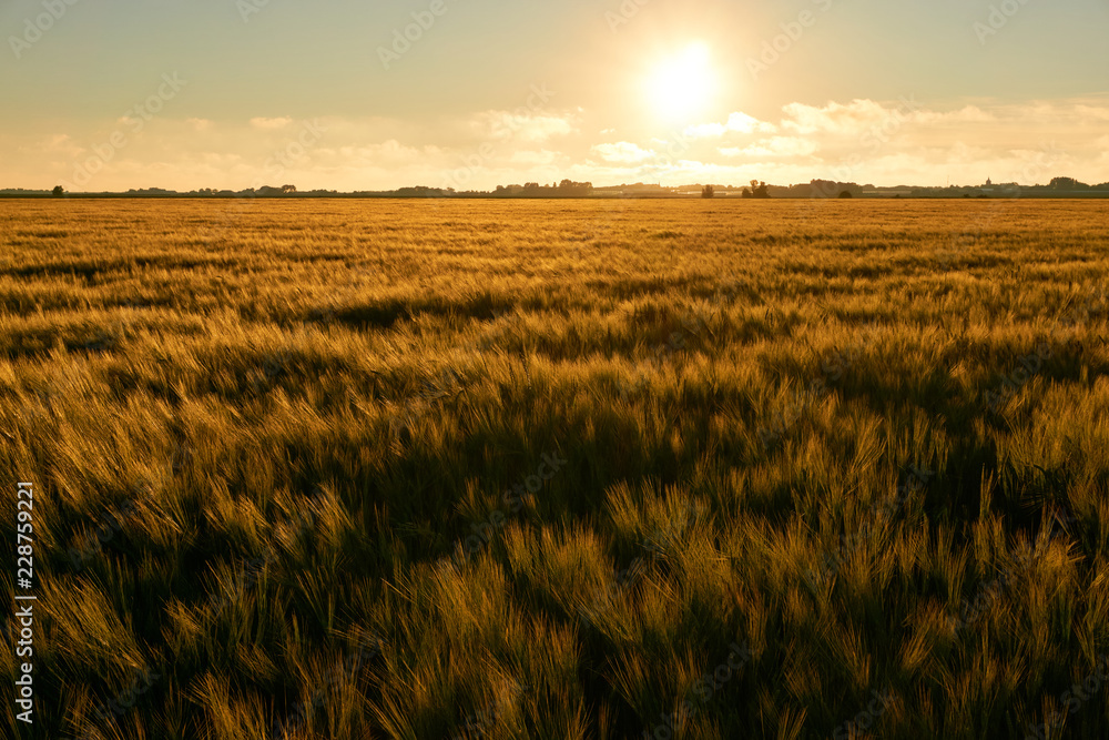 Orange colored wheat field at sunset near Sexbierum, The Netherlands