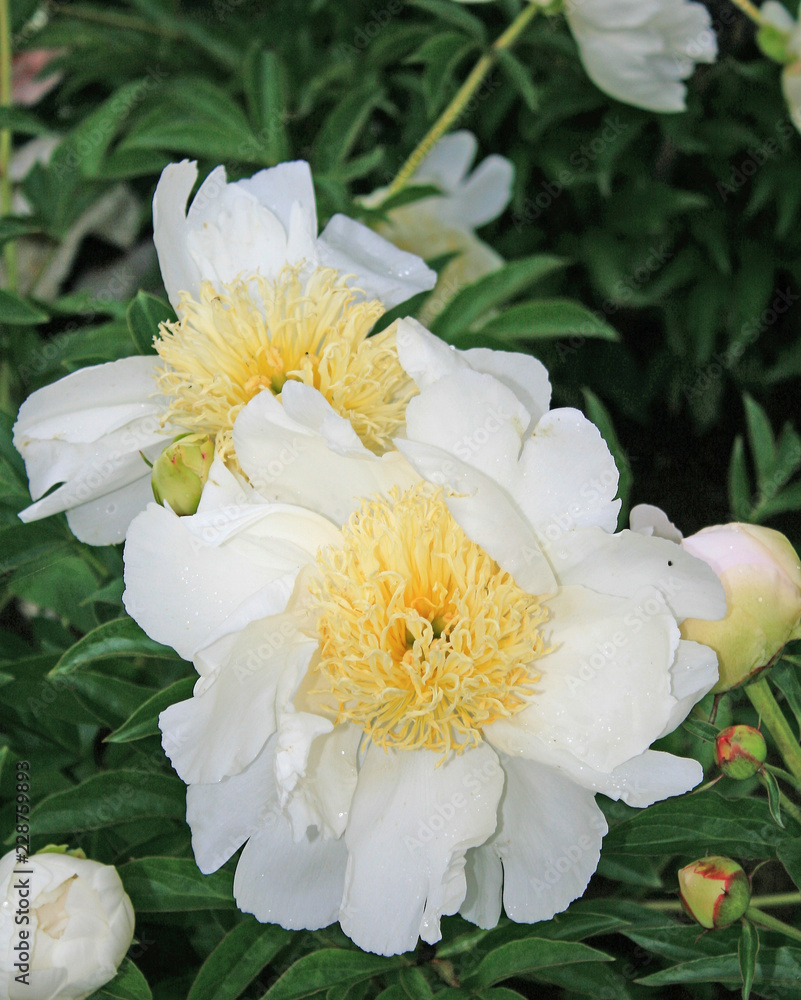 white peonies