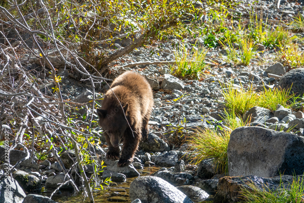 Fototapeta premium Tahoe Bear Cub Fishing