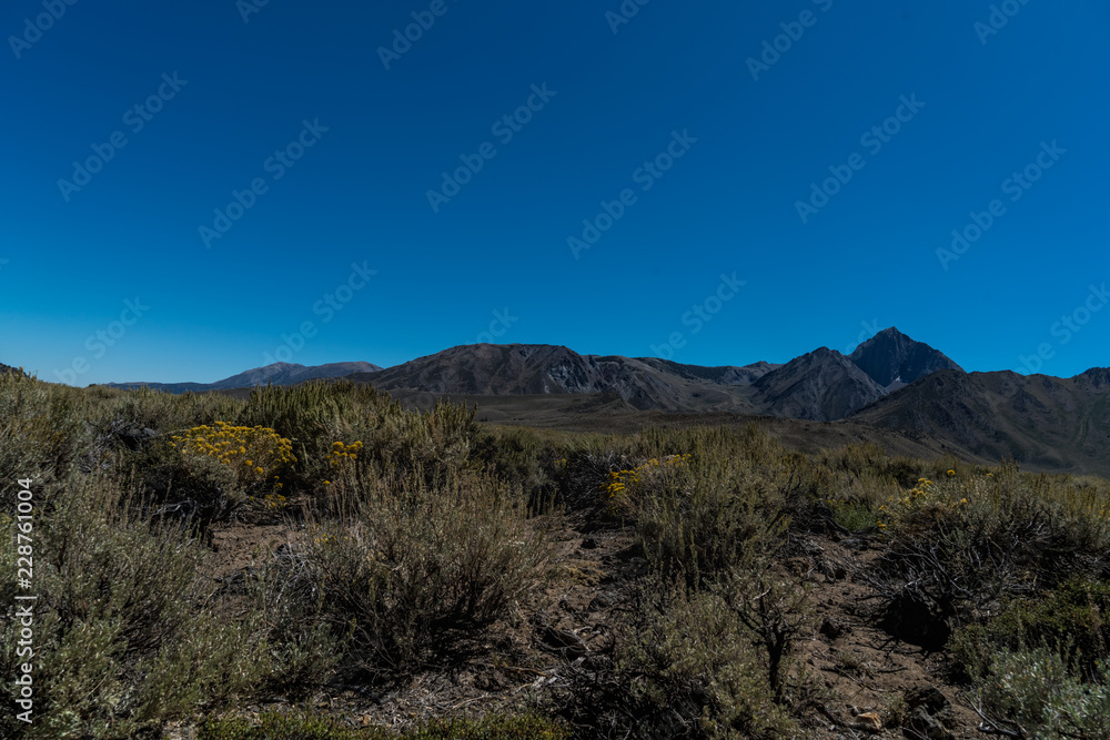 desert meadow with mountain background