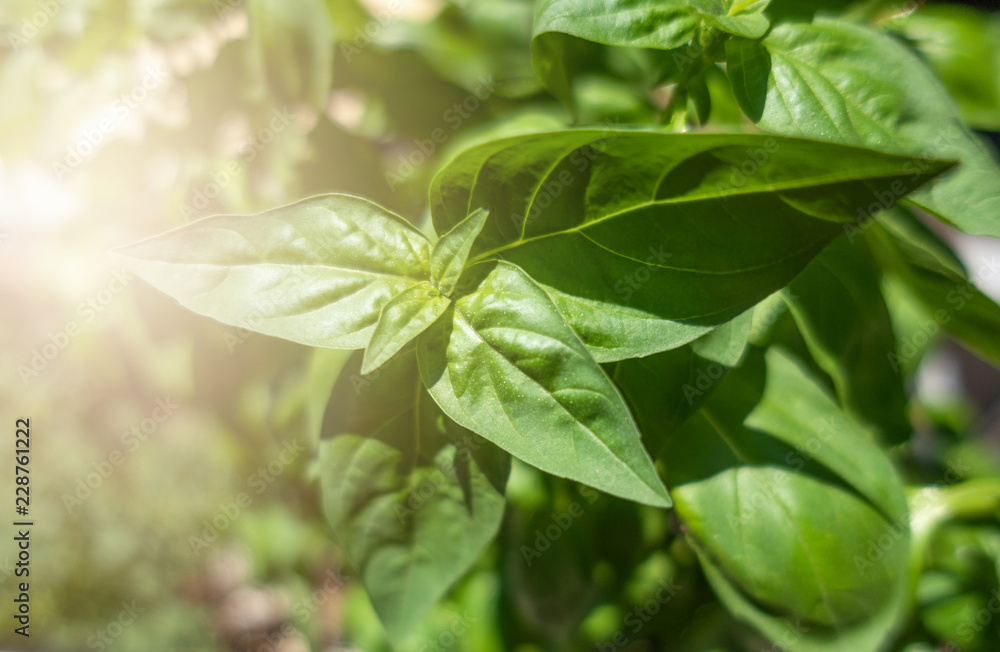 Growing basil plant in garden with light effect. Growing basil plant in garden with light effect.
