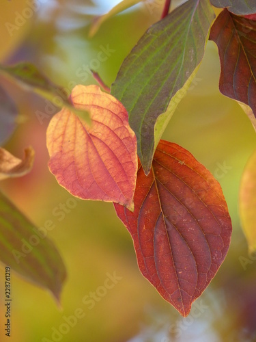 Fototapeta Naklejka Na Ścianę i Meble -  red  autumn leaves