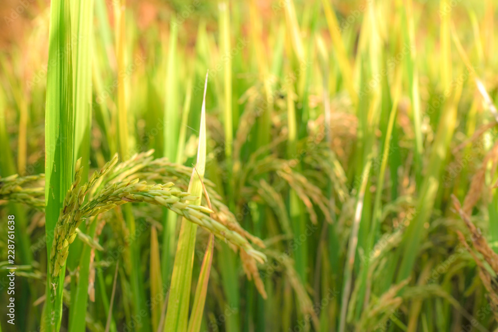 Rice paddy field in harverting season. Closeup of yellow paddy rice field with green leaf in autumn. Royalty high-quality free stock image of ripe rice fields. Paddy rice fields prepare harvest Rice paddy field in harverting season. Closeup of yellow paddy rice field with green leaf in autumn. Royalty high-quality free stock image of ripe rice fields. Paddy rice fields prepare harvest