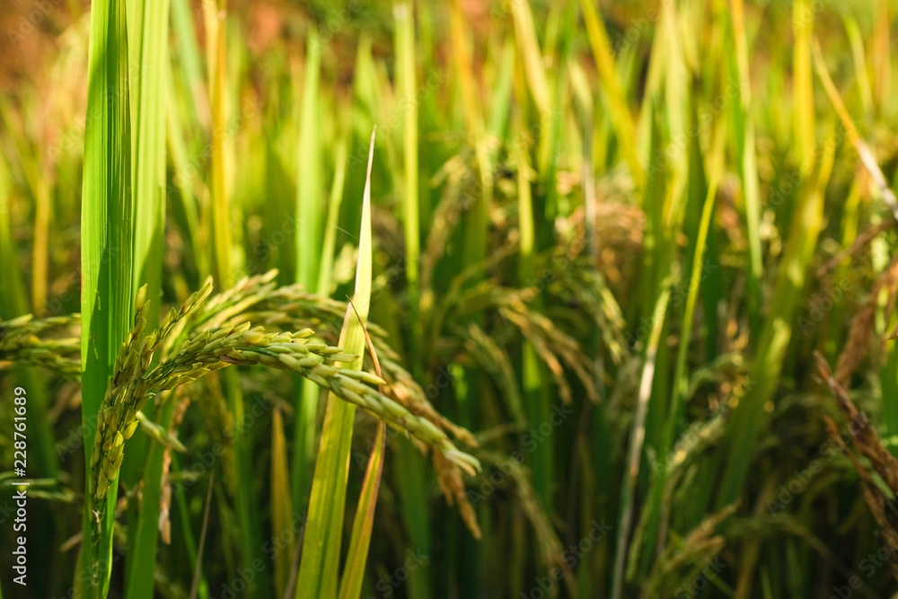 Paddy field or rice field. Closeup of yellow paddy rice field in autumn. Royalty high-quality free stock image of beautiful close up of organic rice fields or paddy field in Vietnam, Asia Paddy field or rice field. Closeup of yellow paddy rice field in autumn. Royalty high-quality free stock image of beautiful close up of organic rice fields or paddy field in Vietnam, Asia