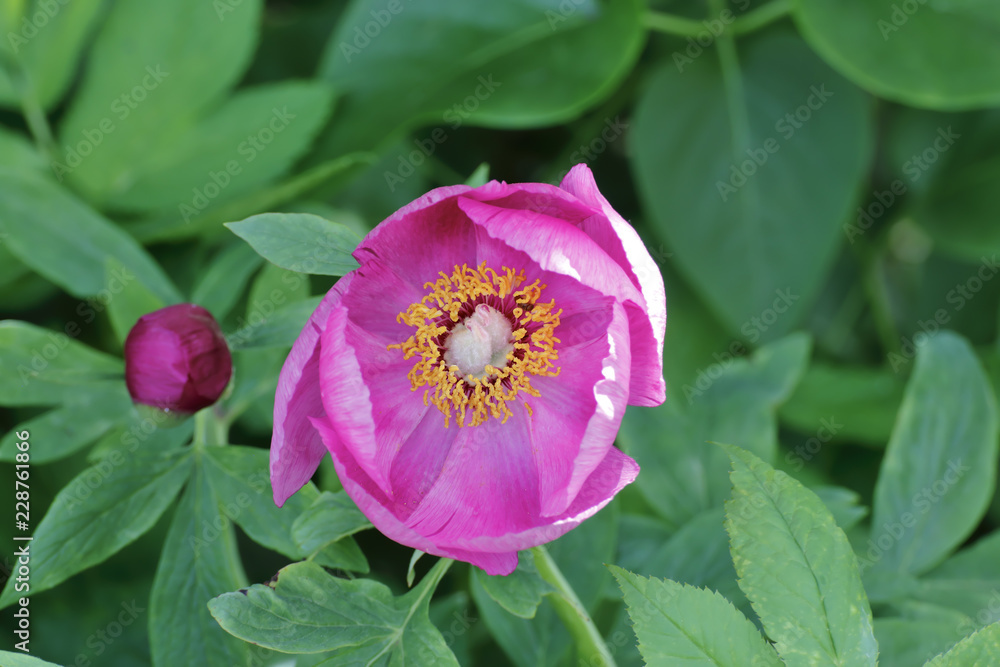 Naklejka premium Flower of a wild peony, Paeonia mascula, view into the blossom, Bavaria, Germany, Europe..