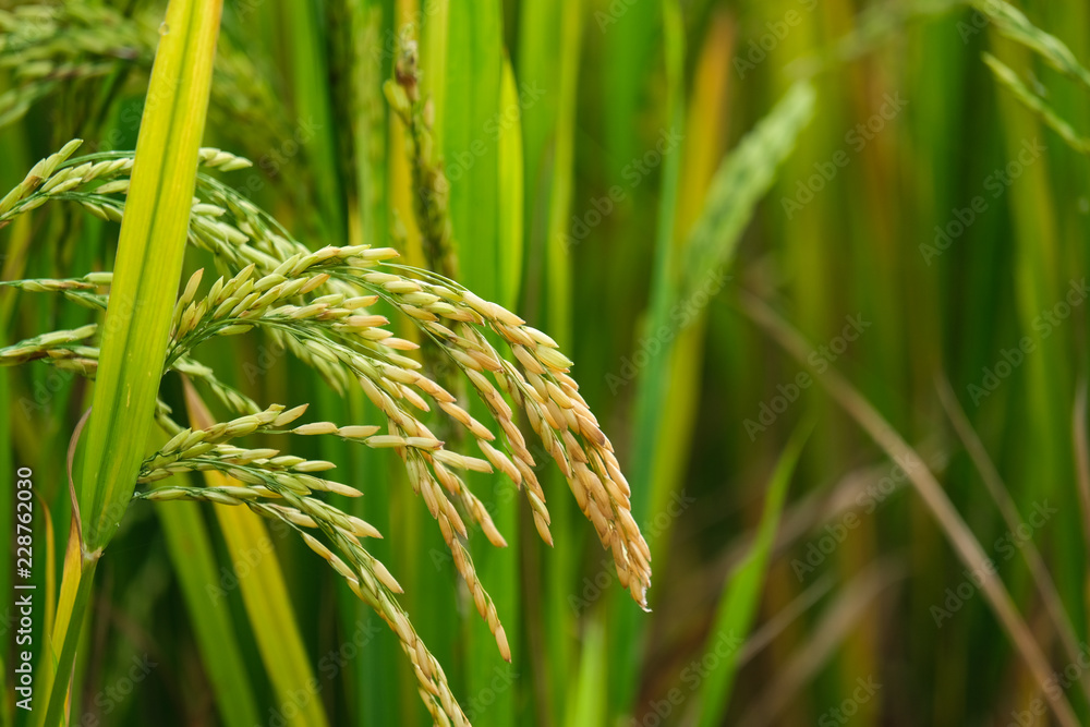 Rice field. Closeup of yellow paddy rice field with green leaf in autumn. Royalty high-quality free stock image of beautiful close up of organic rice fields or paddy field prepare the harvest Rice field. Closeup of yellow paddy rice field with green leaf in autumn. Royalty high-quality free stock image of beautiful close up of organic rice fields or paddy field prepare the harvest