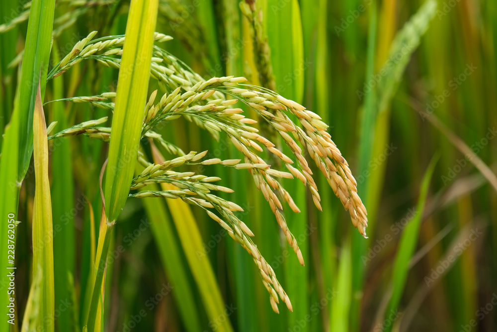 Rice field. Closeup of yellow paddy rice field with green leaf in autumn. Royalty high-quality free stock image of beautiful close up of organic rice fields or paddy field prepare the harvest Rice field. Closeup of yellow paddy rice field with green leaf in autumn. Royalty high-quality free stock image of beautiful close up of organic rice fields or paddy field prepare the harvest
