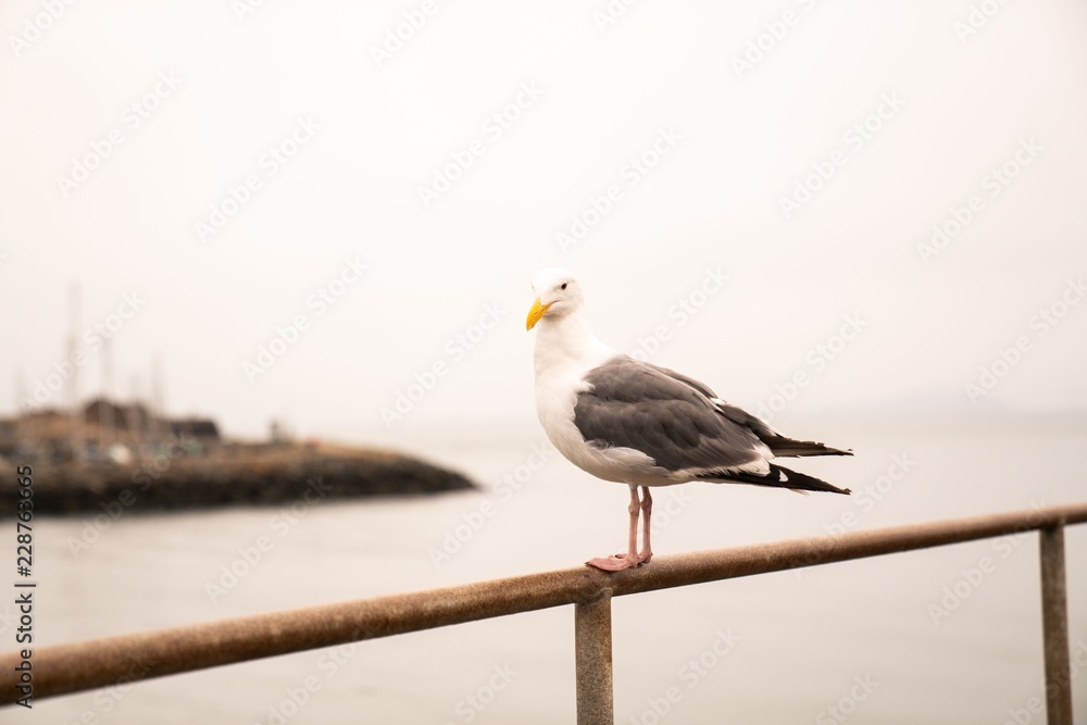 Obraz premium Seagull