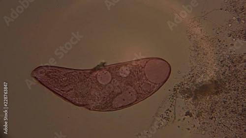 A microscopic view of the single-celled organism, Blepharisma. photo