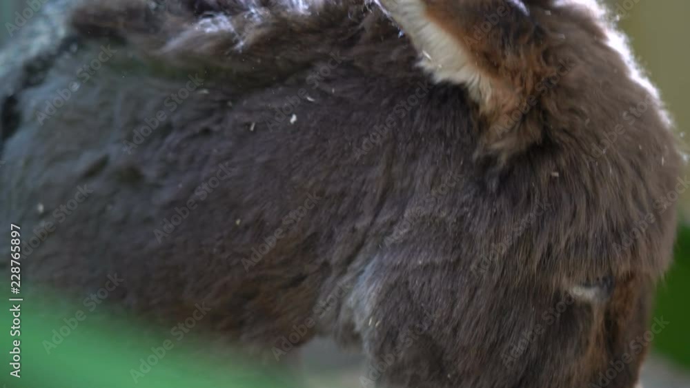 Close-up of Cute Donkey Eating
