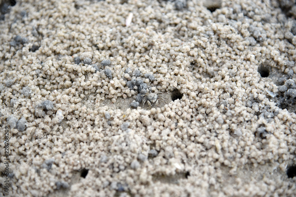 Crab making sand balls on the beach. Ghost crab. Sand crab. Crab making sand balls on the beach. Ghost crab. Sand crab.