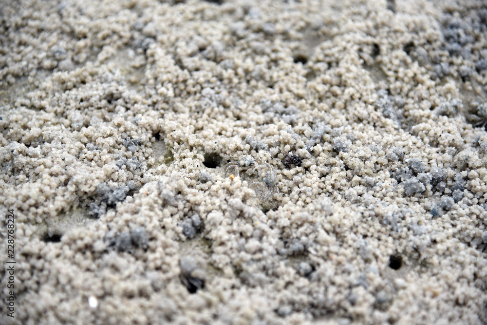 Crab making sand balls on the beach. Ghost crab. Sand crab. Crab making sand balls on the beach. Ghost crab. Sand crab.