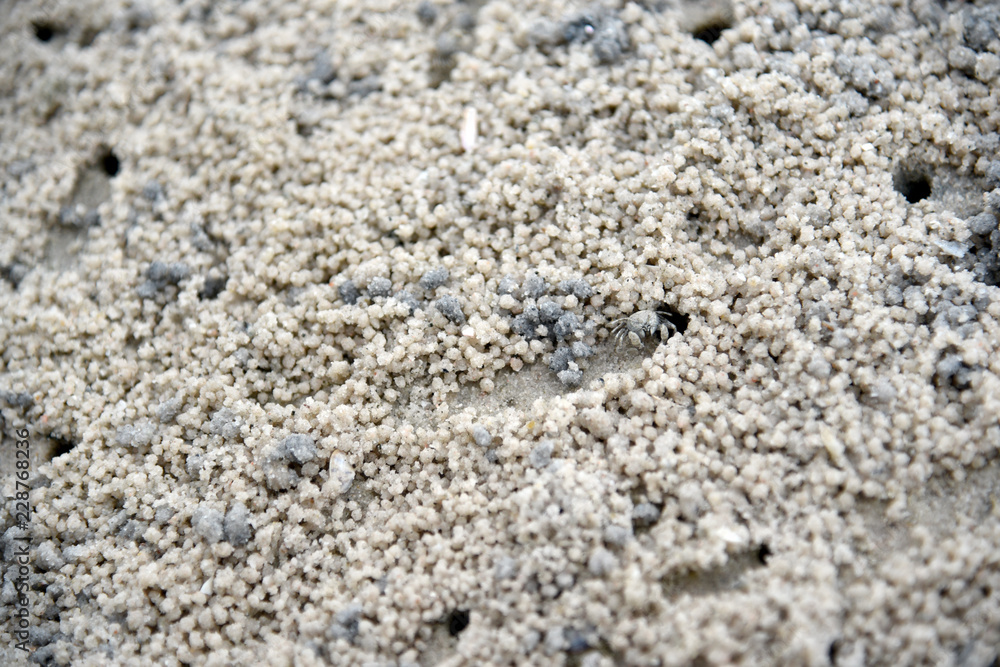 Crab making sand balls on the beach. Ghost crab. Sand crab. Crab making sand balls on the beach. Ghost crab. Sand crab.