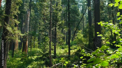 Forest scenery in Calaveras Big Trees State Park
