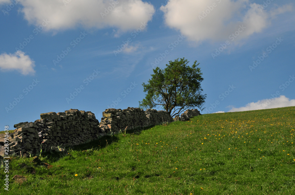 a beautiful pastoral country scene with a sunlit bright green hillside meadow with old ruined stone wall running up a hill with a solitary tree at the top of a spring green field with blue cloudy sky