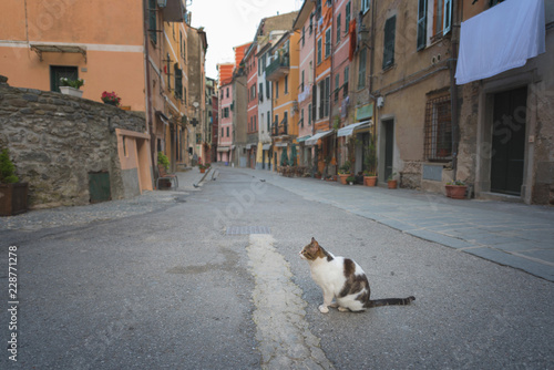 Old street with a cat sitting on the middle, Vernazza, Cinque Terre, Italy. © Konstantin Maslak