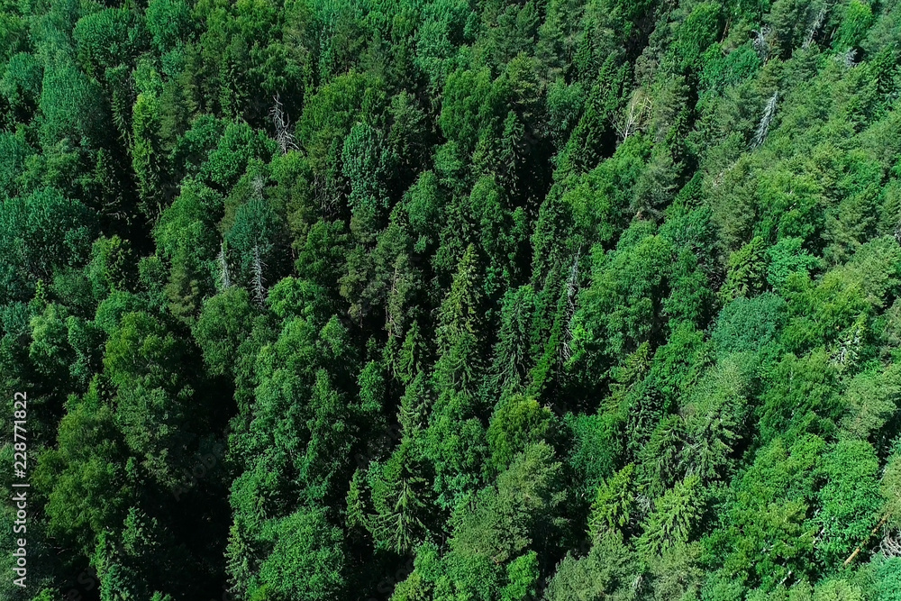 Aerial top view of beautiful forest and trees.